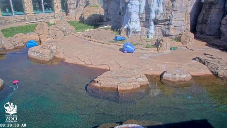 Kansas City Zoo - Polar Bear Cam
