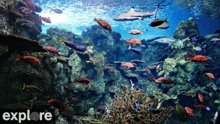 Tropical Reef Aquarium - Palau Coast Exhibit