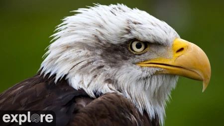 Decorah Eagles North Nest
