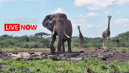 Ol Donyo Lodge - Chyulu Hills Wildlife