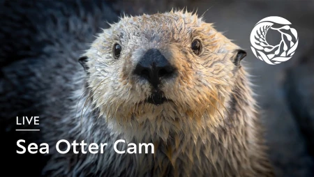 Monterey Bay Aquarium - Sea Otter Cam