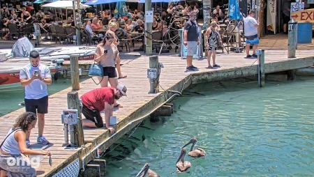 Tarpon Feeding Dock at Robbie's Marina in Islamorada