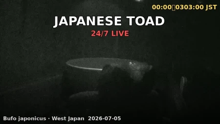 Japanese Toad — Bufo japonicus in West Japan