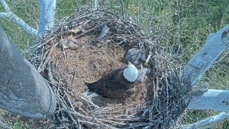 Bald Eagle Nest Cam at NCTC, West Virginia
