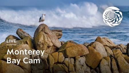 Monterey Bay - Monterey Bay Aquarium