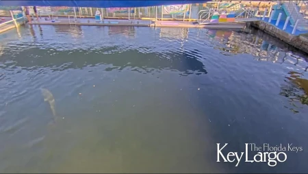 Dolphin Live in Key Largo, Florida Keys