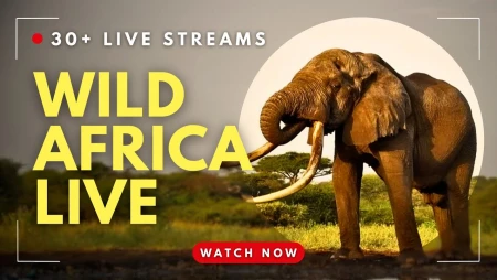 Wild Africa Live - Safari Cam with Lions and Elephants