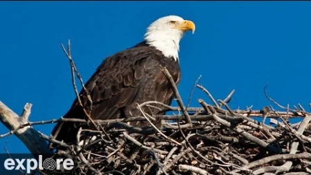 Bald Eagle Nest on Santa Cruz Island, Channel Islands