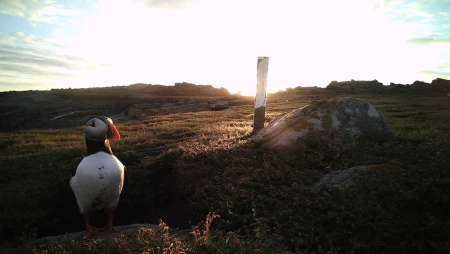 Alderney Island Puffin and Seal