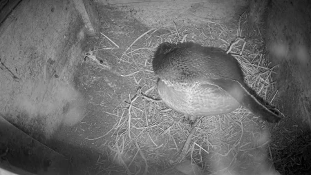 Live Burrow : Watch Wildlife Underground